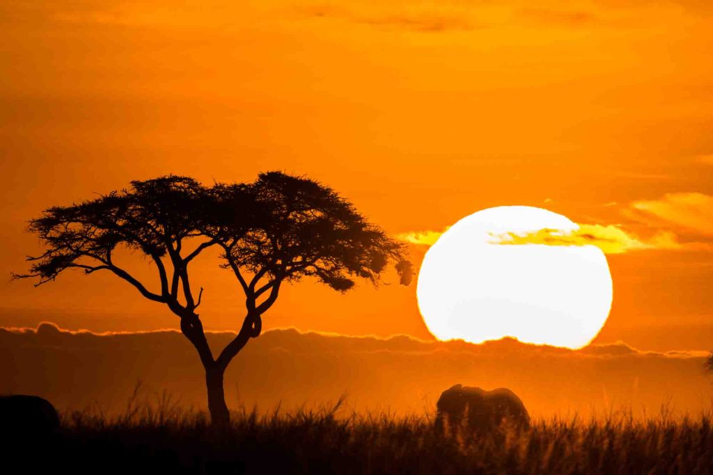 Silhouette of tree and elephant at sunset