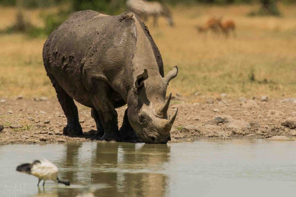 Classic Kenya Safari Adventure