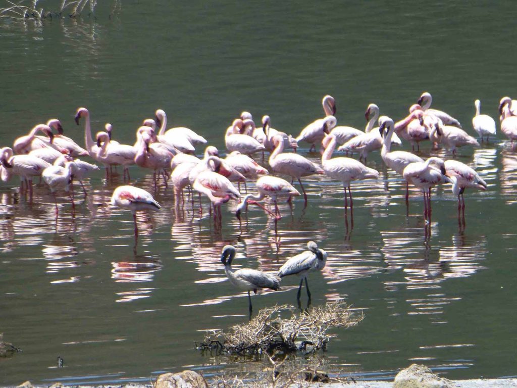 Classic Kenya Safari Adventure