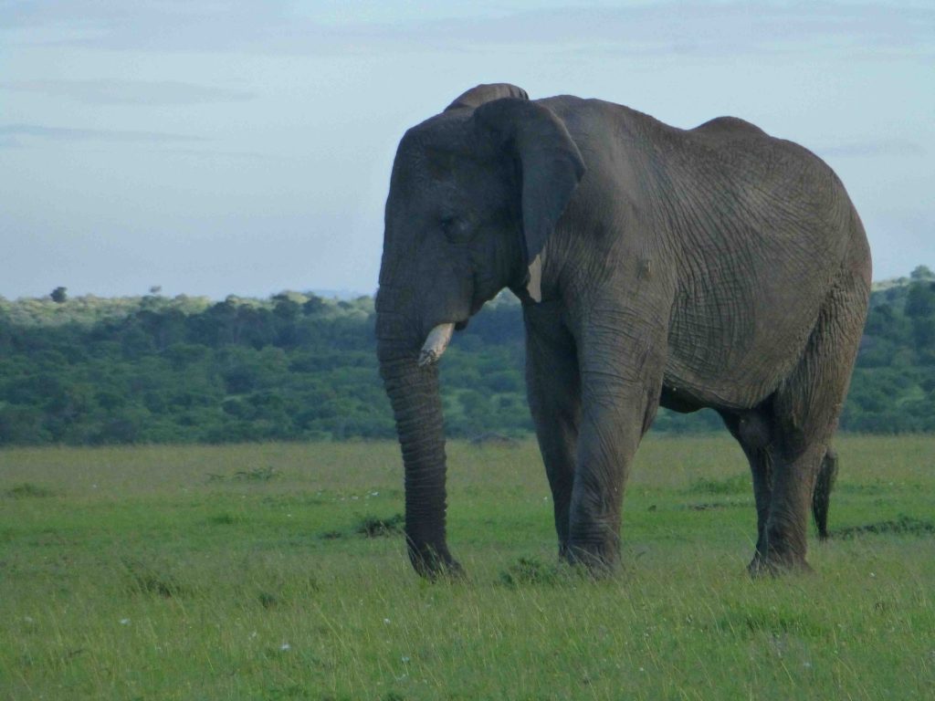 Elephant standing in grassy landscape.