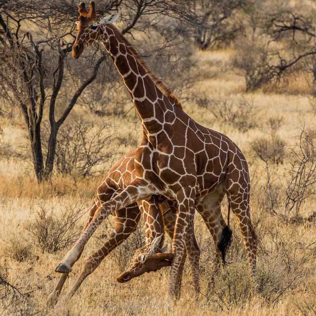 Classic Kenya Safari Adventure