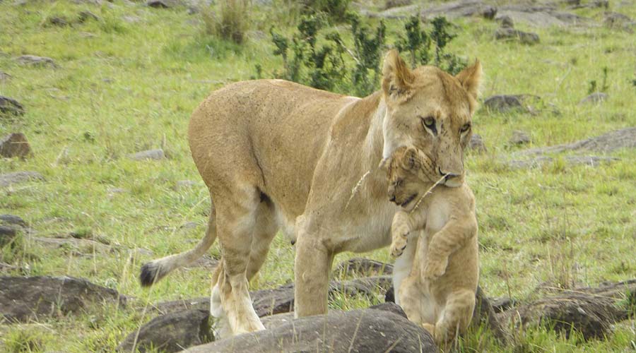 Lioness-Cub-Kenya