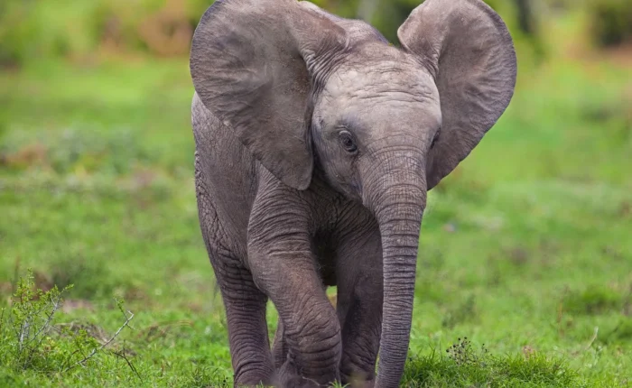 baby-elephant