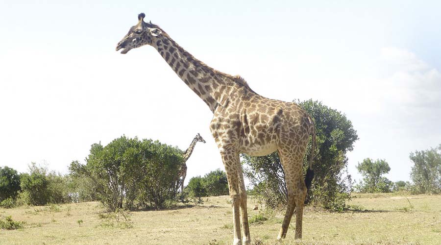 giraffes in Tsavo West
