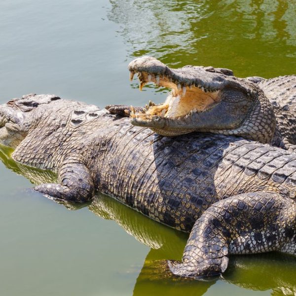 crocodiles-in -Tsavo-West
