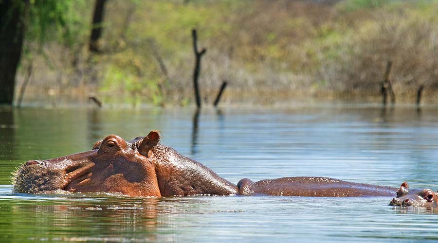 Lake baringo Hippopotamus