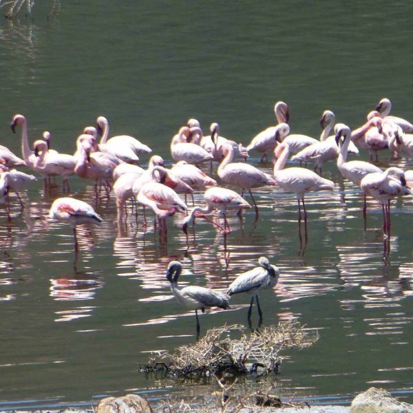 flamingoes Lake Nakuru
