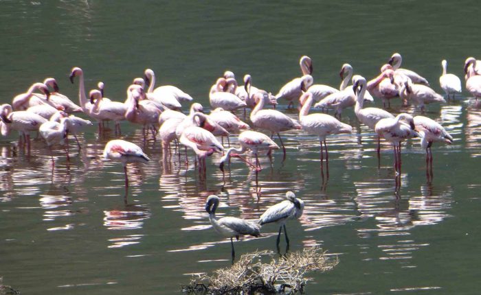 flamingoes Lake Nakuru