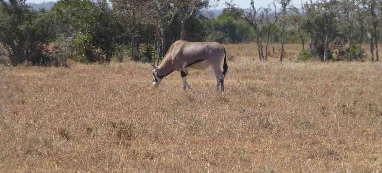 Nairobi game reserve gazelle