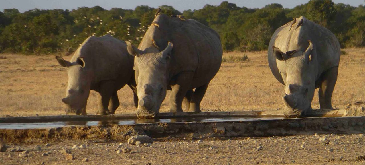 white rhinos drinking water sweetwaters