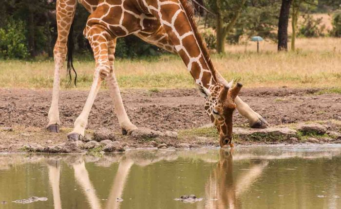 giraffe drinking water