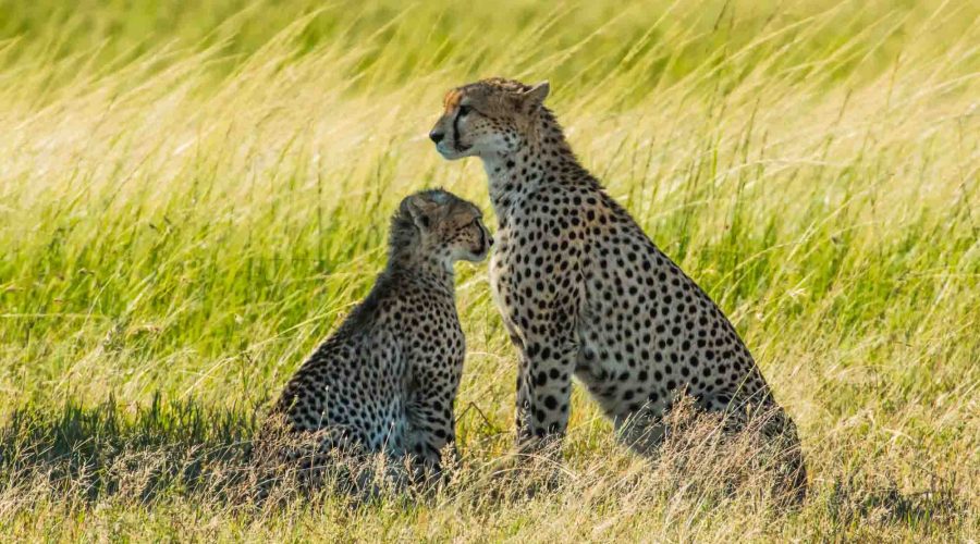 Cheetah-with-cub