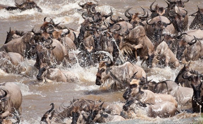 wildebeests-crossing-the-mara-river