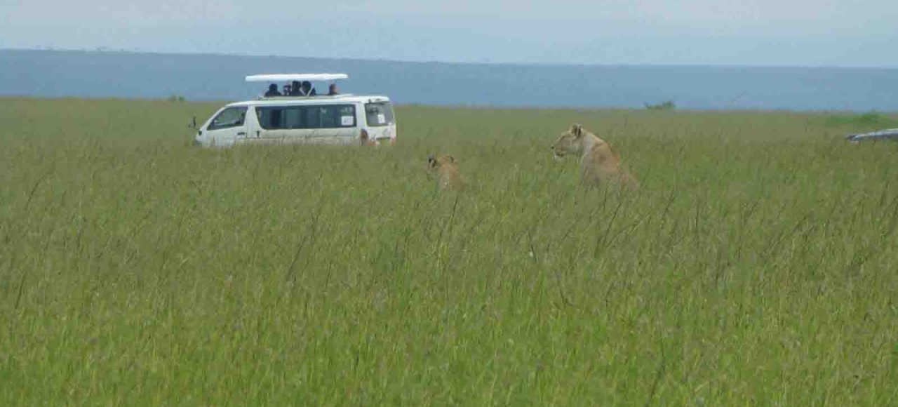 lion pride amboseli game drive