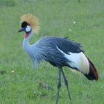 Goldcrowned crane