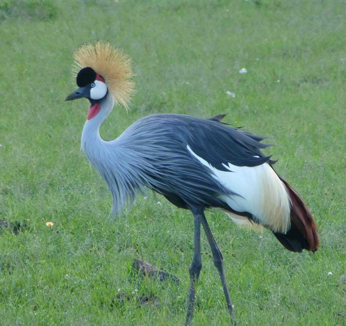 Goldcrowned crane