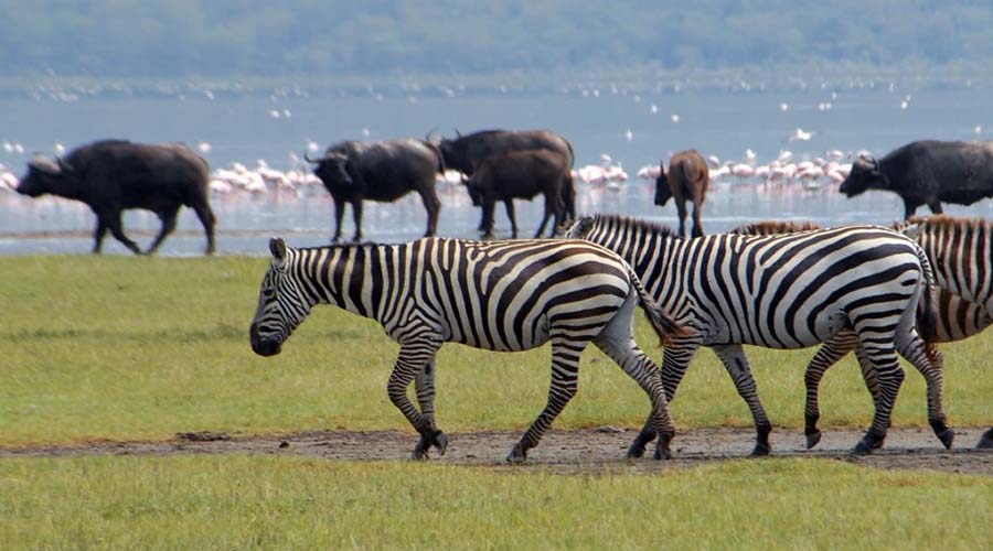 zebras flamingoes and buffaloes in Lake Nakuru national park