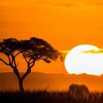 Silhouette of tree and elephant at sunset