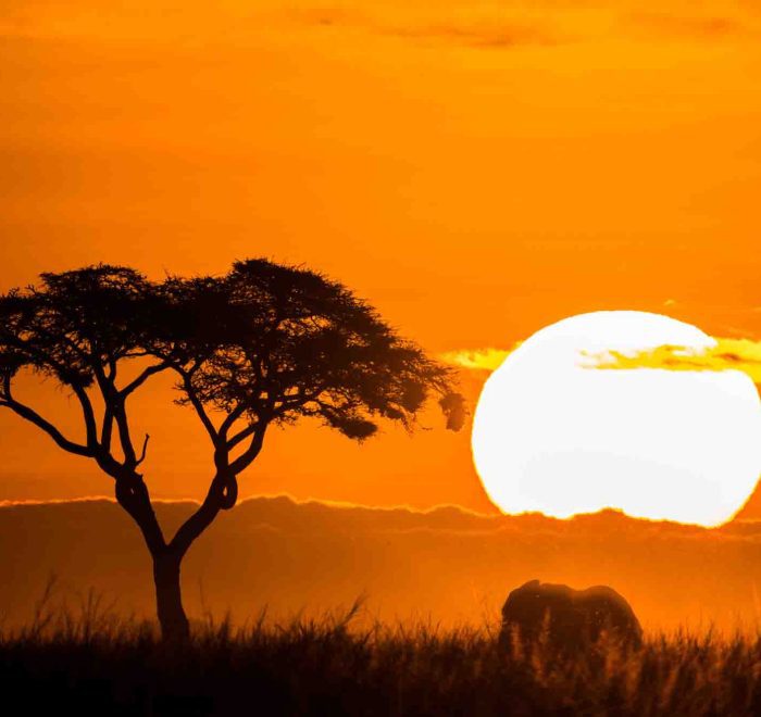 Silhouette of tree and elephant at sunset
