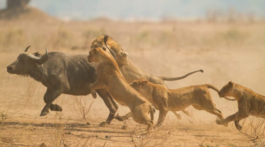 Lion-pride-hunting-buffalo