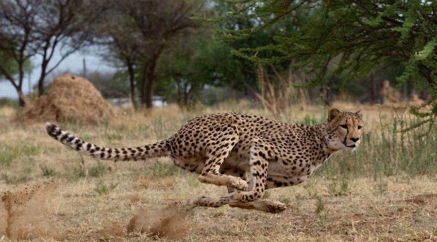 running_cheetah_amboseli national park