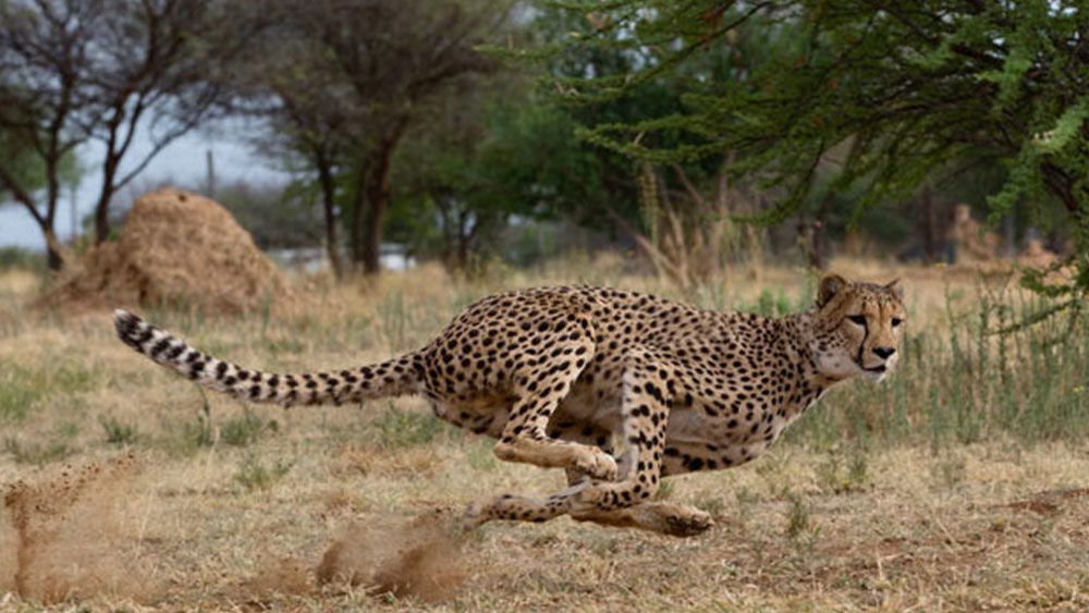 running_cheetah_amboseli national park