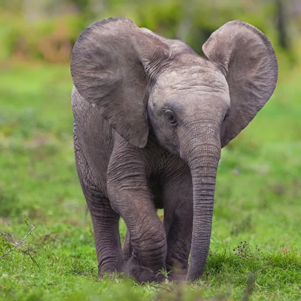 baby-elephant