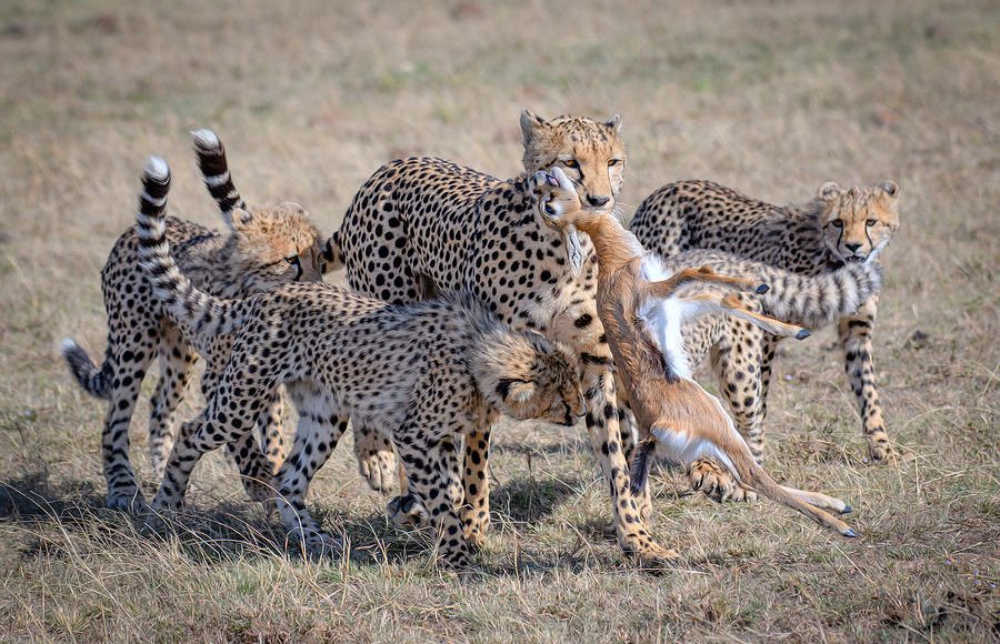 Cheetah-family-with-prey