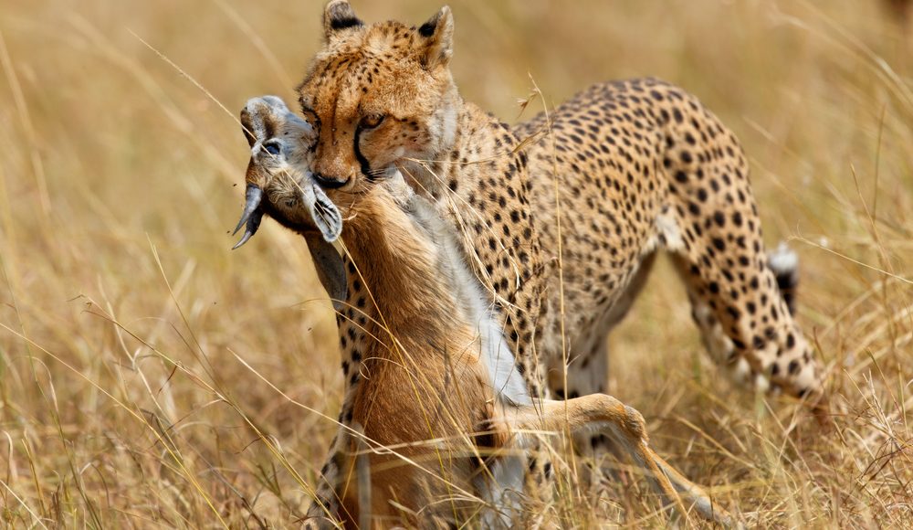 Cheetah-with-prey