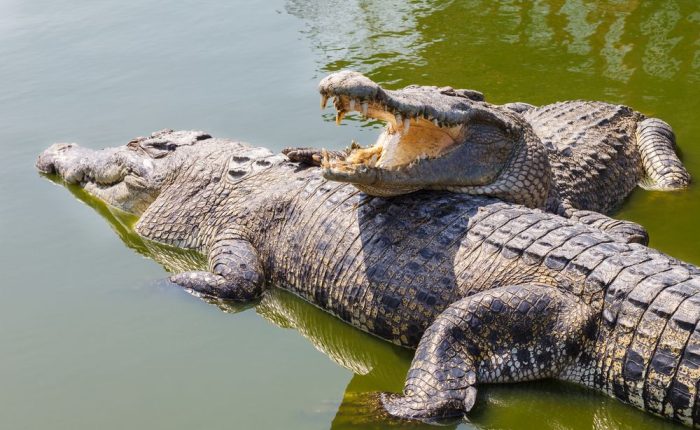 crocodiles-in -Tsavo-West