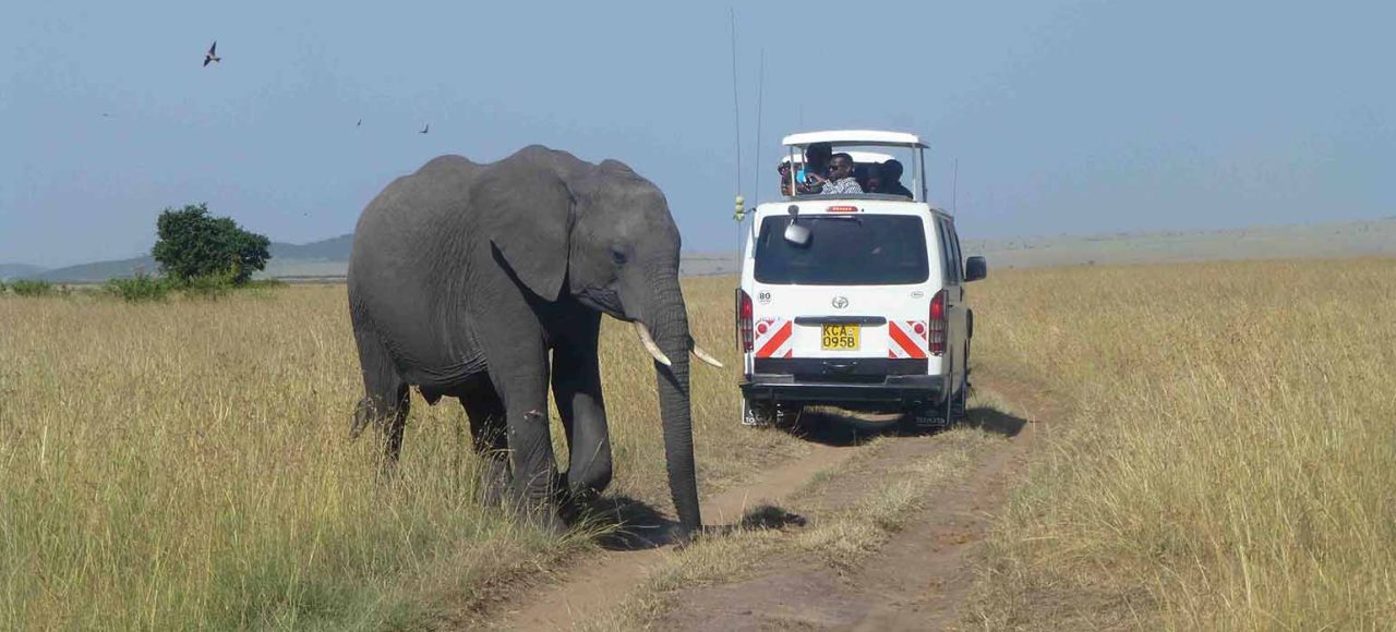 Elephants in Amboseli