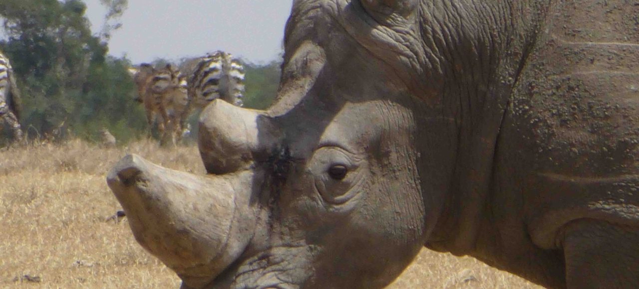 Black and white rhino endangered species sweetwaters conservatory