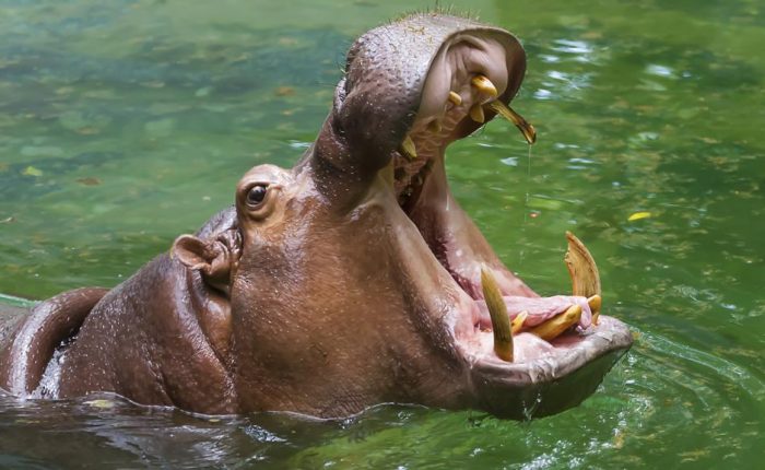 baby-hippopotamus