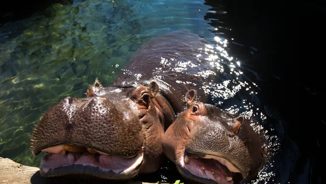 mother-baby-hippopotamus-Tsavo