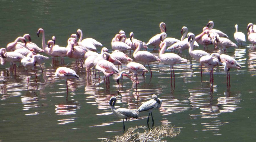 flamingoes Lake Nakuru