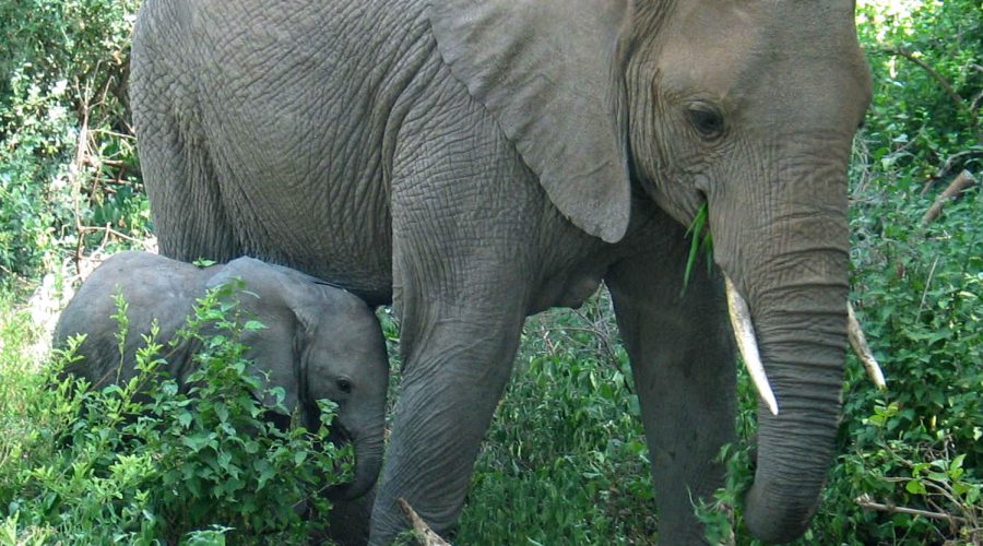 Mother-baby-elephant