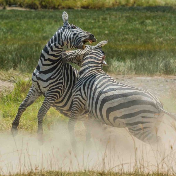 zebras-sweetwaters