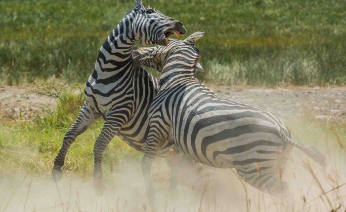zebras-sweetwaters