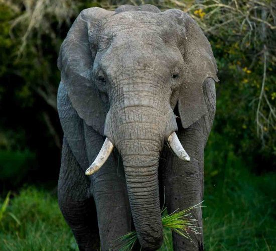 3-Day Maasai Mara Safari