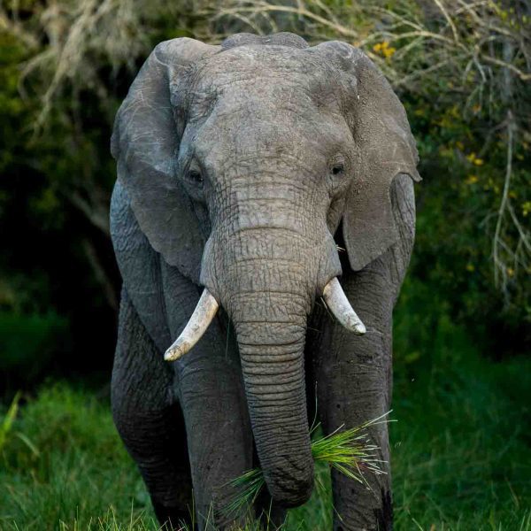 3-Day Maasai Mara Safari