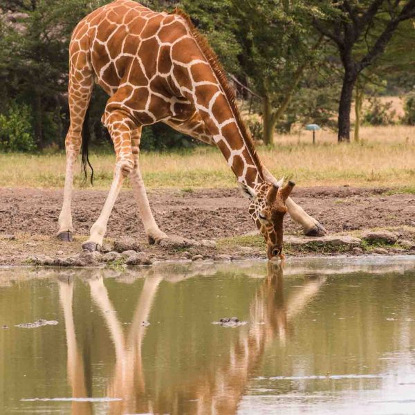 giraffe drinking water