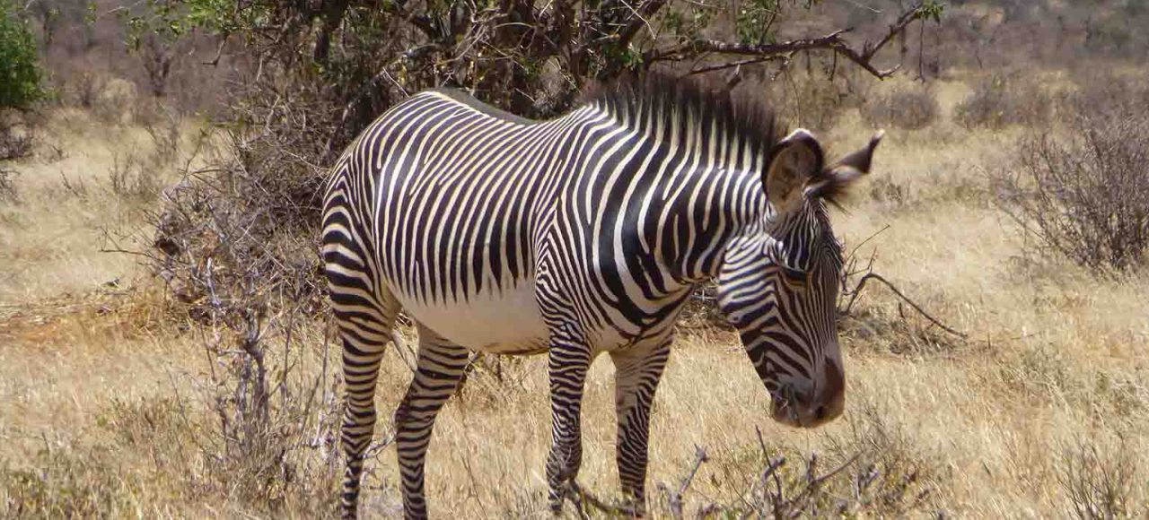 zebras-samburu-Tsavo-East