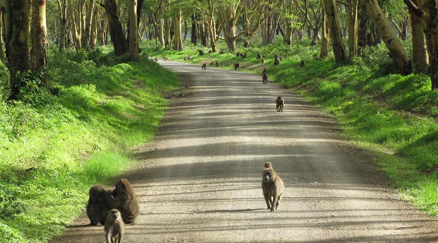 baboons-in-lake-nakuru