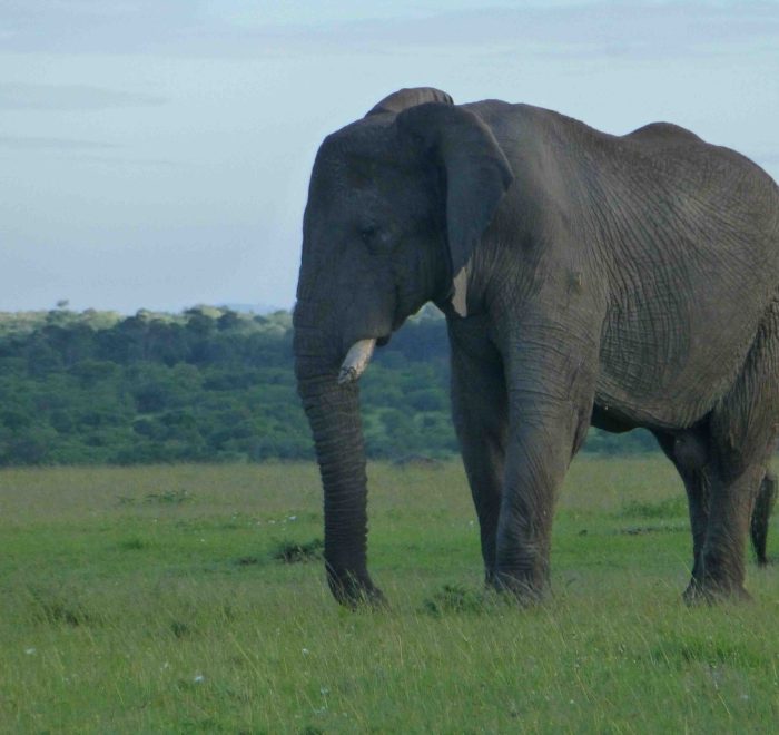 Elephant standing in grassy landscape.