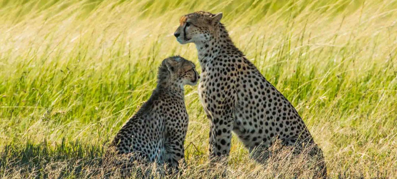 Cheetah-with-cub