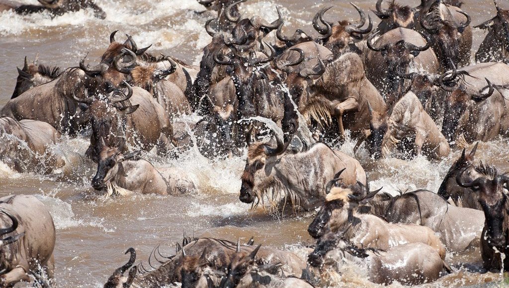 wildebeests-crossing-the-mara-river
