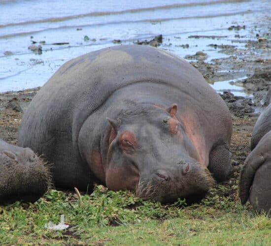 Hippos resting by the water