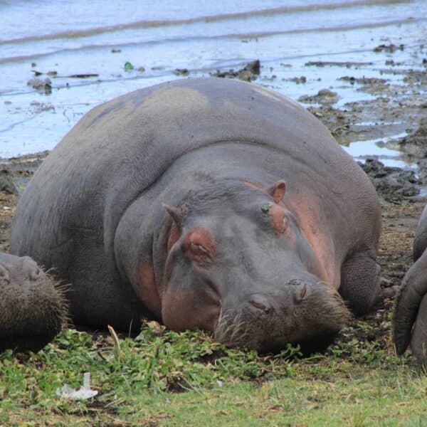 Hippos resting by the water