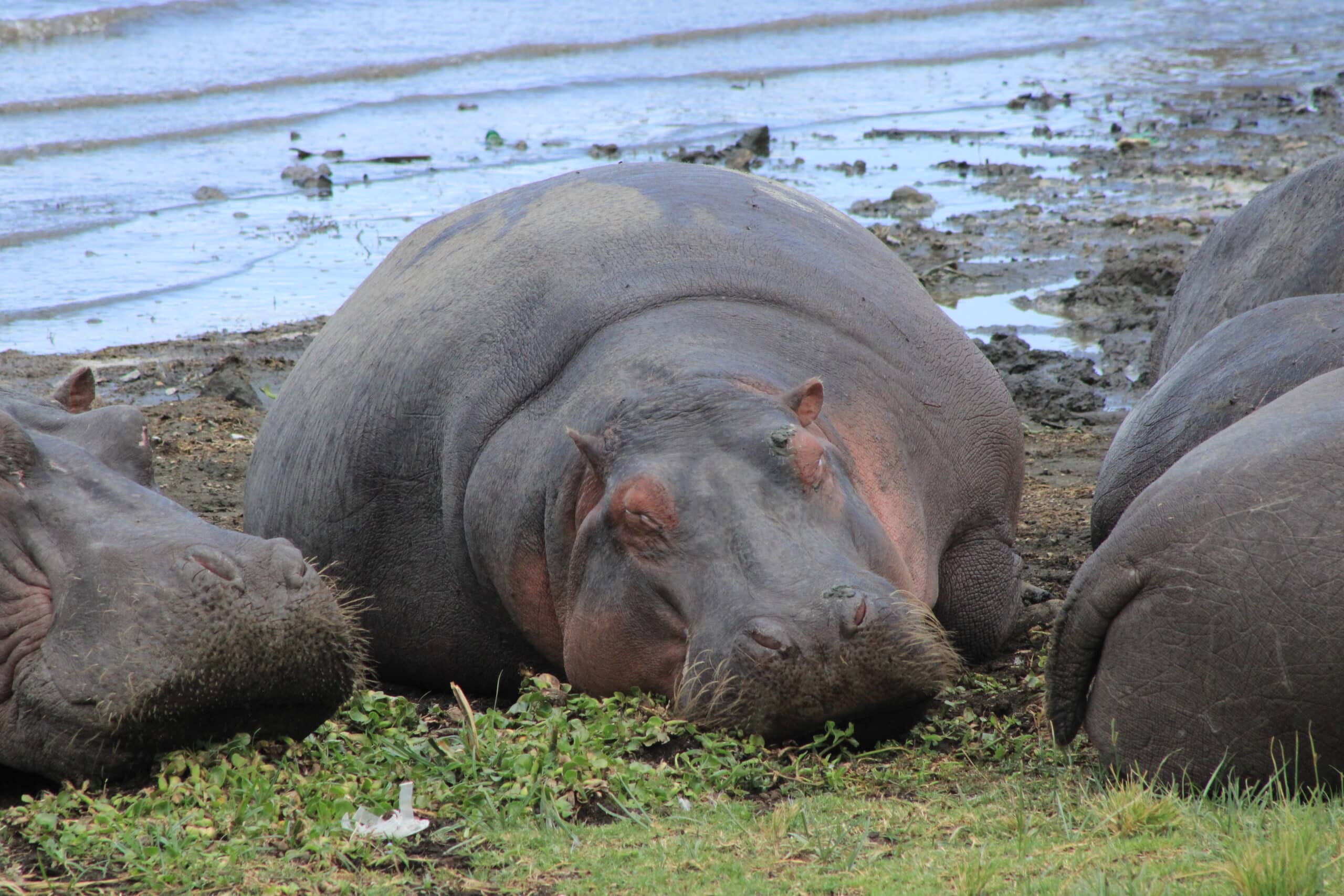 Hippos resting by the water